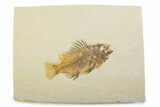 Juvenile Fossil Fish (Cockerellites) - Wyoming #373911-1
